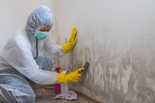 Best Forensic Mold Investigation  in Stanhope, NJ