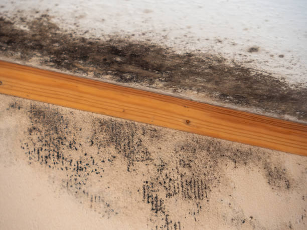 Best Dehumidification Services  in Stanhope, NJ