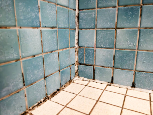 Asbestos and Lead Testing During Mold Inspection in Stanhope, NJ