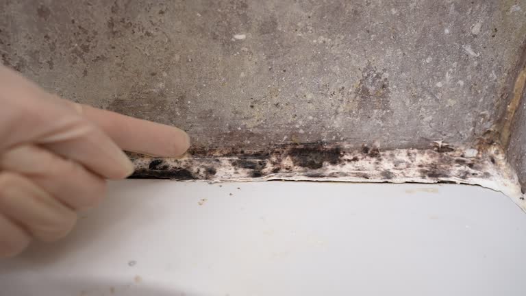 Best Mold Damage Restoration  in Stanhope, NJ