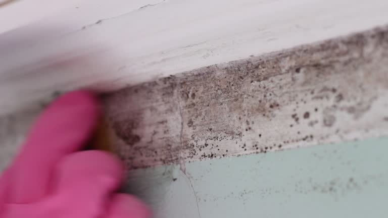Best Commercial Mold Inspection  in Stanhope, NJ